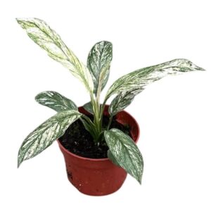 Spathiphyllum Spathiphyllum Sensation Variegata
(9 Plants/Order)(10.5cmP 20cmH)