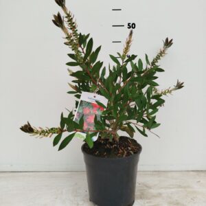Callistemon citrinus Splen Callistemon citrinus 'Splendens'
(1 Plants/Order)(17cmP 20cmH)