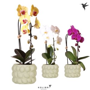 Phalaenopsis Elegant Cascade Kolibri Orchids Phalaenopsis Cascade Niagara Fall mix 1 spike in Citrus Pot gree
(3 Plants/Order)(12cmP 50cmH)