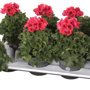 Pelargonium Pelargonium Grandifloru Pelg. Bella Donna red 12cm
(8 Plants/Order)(12cmP 28cmH)