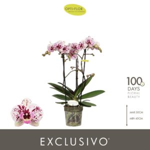 Phalaenopsis Multiflora Exclusivo Athena 3 spike
(10 Plants/Order)(12cmP 45cmH)