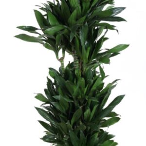 Dracaena Green Jewel Dracaena Green Jewel busch P34
(1 Plants/Order)(34cmP 160cmH)