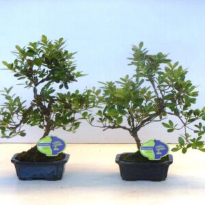 Rhododendron rhododendron indicum, 15 cm shape without driptray
(8 Plants/Order)(15cmP 30cmH)