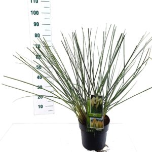 Cortaderia selloana Pumila Cortaderia selloana 'Pumila'
(1 Plants/Order)(23cmP 80cmH)