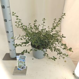 Ceanothus thyrsiflorus var. repens Ceanothus thyr. 'Repens'
(1 Plants/Order)(19cmP 30cmH)