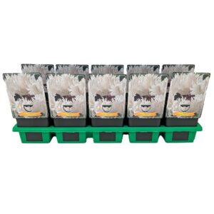 Papaver Papaver orientale 'White Ruffles' P11
(10 Plants/Order)(11cmP 25cmH)