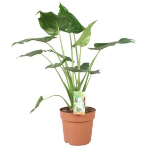 Alocasia cucullata Alocasia Cucullata - hoogte 65-70
(1 Plants/Order)(21cmP 65cmH)
