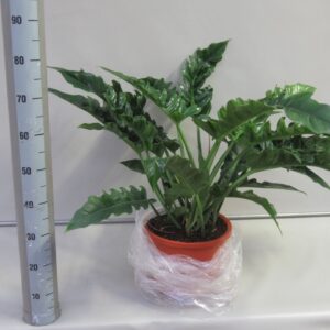 Philodendron Narrow Escape Philodendron narrow
(1 Plants/Order)(32cmP 70cmH)