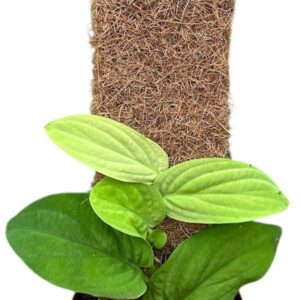 other plants Rhaphidophora Korthalsii Aurea
(8 Plants/Order)(14cmP 30cmH)