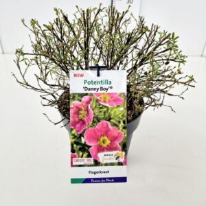 Potentilla fruticosa Potentilla frut. 'Danny Boy' 25-30C3
(1 Plants/Order)(19cmP 45cmH)