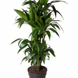 Dracaena Janet Craig Dracaena Janet Craig busch P31
(1 Plants/Order)(31cmP 140cmH)
