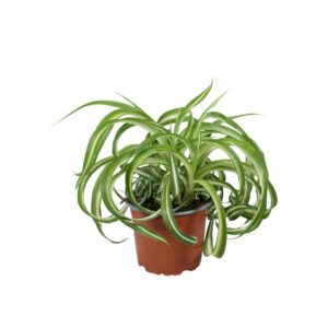 Chlorophytum Bonnie Chlorophytum comosum Bonnie
(8 Plants/Order)(12cmP 25cmH)