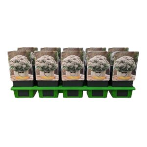 Sedum telephium La Vie and pink Sedum telephium 'La Vie and Rose' P11
(10 Plants/Order)(11cmP 25cmH)