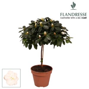Rhododendron Azalea Flandresse® stam 'wit' 20 - 22 cm
(6 Plants/Order)(13cmP 45cmH)