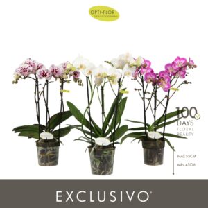 Phalaenopsis Multiflora Optimost & Exclusivo mix 3 spike
(10 Plants/Order)(12cmP 45cmH)