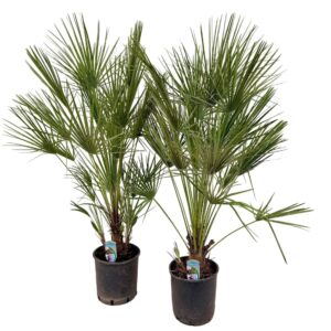 Chamaerops humilis Chamaerops humilis P24
(1 Plants/Order)(24cmP 120cmH)