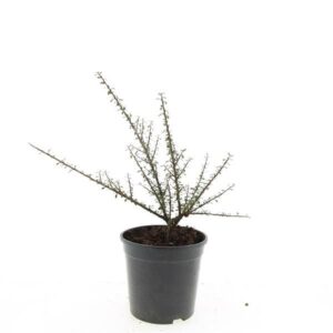 Cotoneaster Cotoneaster m. 'Tanja'
(8 Plants/Order)(14cmP 10cmH)