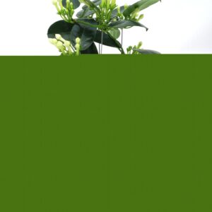 Stephanotis floribunda Stephanotis Luxe Tower 6-9
(10 Plants/Order)(12cmP 45cmH)