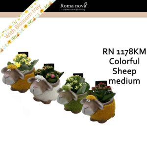 Kalanchoe 1178KM - Colorful Sheep Medium (Kalanchoe mix)
(5 Plants/Order)(16cmP 18cmH)