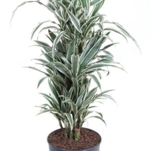 Dracaena White Stripe Dracaena White Stripe busch P27
(1 Plants/Order)(27cmP 110cmH)