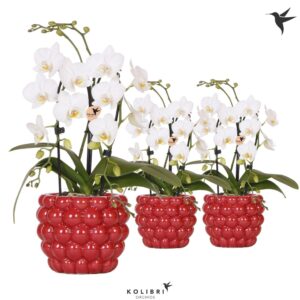 Phalaenopsis Elegant Cascade Kolibri Orchids Phalaenopsis Cascade Niagara Fall white 2 spike in Berry Pot
(6 Plants/Order)(9cmP 40cmH)