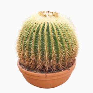 Echinocactus grusonii Echinocactus grusonii 50 cm
(1 Plants/Order)(50cmP 45cmH)