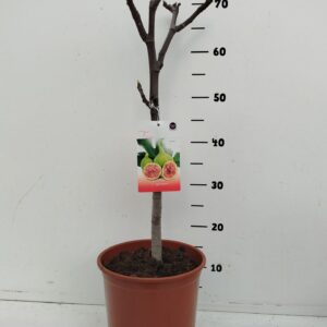 Ficus carica Ficus carica
(1 Plants/Order)(21cmP 90cmH)