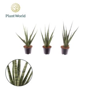 Sansevieria Cylindrica Sansevieria 'Digitorum'
(28 Plants/Order)(7cmP 20cmH)