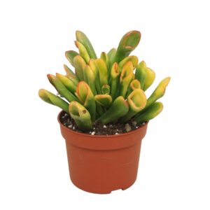Crassula Horn Tree Crassula TRICOLOR horntree 10,5 cm
(10 Plants/Order)(10.5cmP 20cmH)