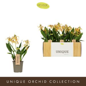 Orchideeen Encyclia Yellow
(6 Plants/Order)(12cmP 45cmH)