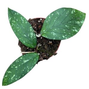 Hoya Hoya Sp Gayo
(9 Plants/Order)(10.5cmP 15cmH)