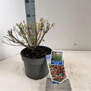 Salvia microphylla Salvia microphylla 'Hot Lips'
(6 Plants/Order)(17cmP 50cmH)