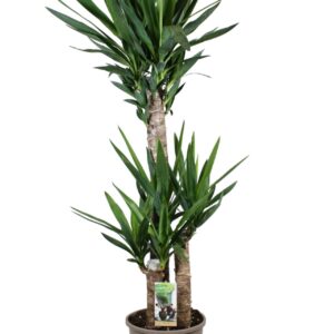 Yucca Yucca 90-45-20 - 2+ kop
(1 Plants/Order)(24cmP 130cmH)
