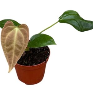 Anthurium Leaf Anthurium Napo
(14 Plants/Order)(8cmP 12cmH)