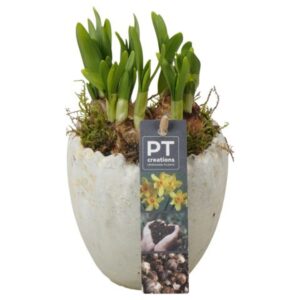 Narcissus Tete a Tete PTNP4472 Arrangement Narcissus Easter in beton ei
(10 Plants/Order)(11cmP 17cmH)