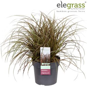 Uncinia rubra Everflame Uncinia rubra 'Everflame' P19
(1 Plants/Order)(19cmP 40cmH)