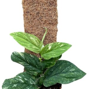 other plants Rhaphidophora Korthalsii Variegata
(8 Plants/Order)(14cmP 30cmH)