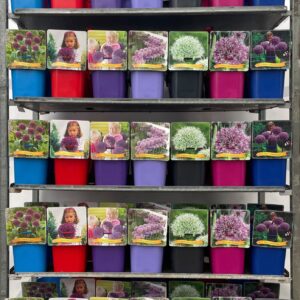 Allium giganteum Allium mix CC C5
(1 Plants/Order)(21cmP 35cmH)