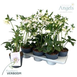 Helleborus Cinderela Helleborus Verboom Cinderella p15 small
(8 Plants/Order)(15cmP 40cmH)