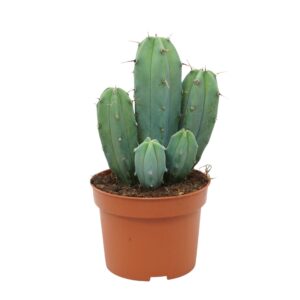 Cereus Myrtillocactus geometrizans 10,5 cm
(10 Plants/Order)(10.5cmP 18cmH)