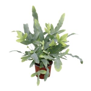 Phlebodium Blue Star Phlebodium aureum 'Blue Star'
(10 Plants/Order)(12cmP 30cmH)