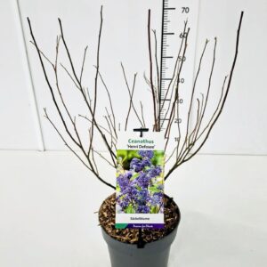 Ceanothus x delilianus Henry Desfo Ceanothus del. 'Henri Défossé' 40-50C5
(1 Plants/Order)(23cmP 60cmH)