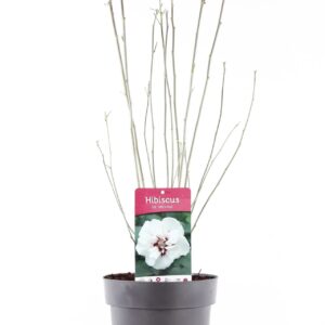 Hibiscus syriacus Hibiscus syr. 'Speciosus' P21/C4.6
(1 Plants/Order)(21cmP 85cmH)