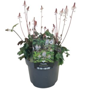 Tiarella Spring Symphony Tiarella Spring Symphony
(6 Plants/Order)(17cmP 35cmH)