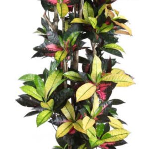 Codiaeum Mrs Iceton Codiaeum Mrs Iceton busch P34-160
(1 Plants/Order)(34cmP 160cmH)