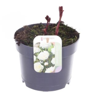 Paeonia Duchesse de Nemours Paeonia Duchesse de Nemours
(1 Plants/Order)(17cmP 25cmH)