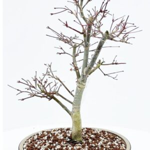 Acer palmatum Deshojo Acer palmatum deshojo, Pot 27cm.
(2 Plants/Order)(27cmP 50cmH)