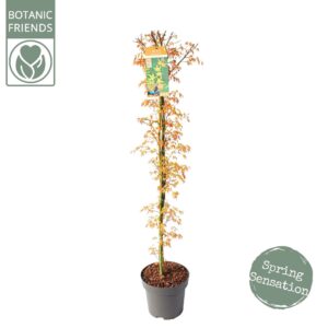 Acer palmatum Katsura Acer palm. 'Katsura'
(1 Plants/Order)(30cmP 175cmH)