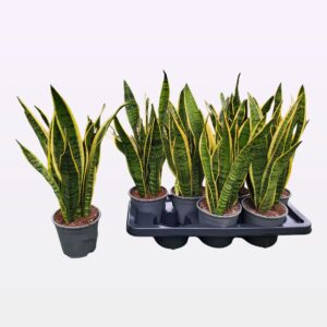 Sansevieria Laurentii Sansevieria trifasciata 'Laurentii' 45cm
(1 Plants/Order)(14cmP 45cmH)