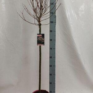 Salix integra Hakuro Nishiki salix nishiki 80 pink Pot
(1 Plants/Order)(21cmP 140cmH)